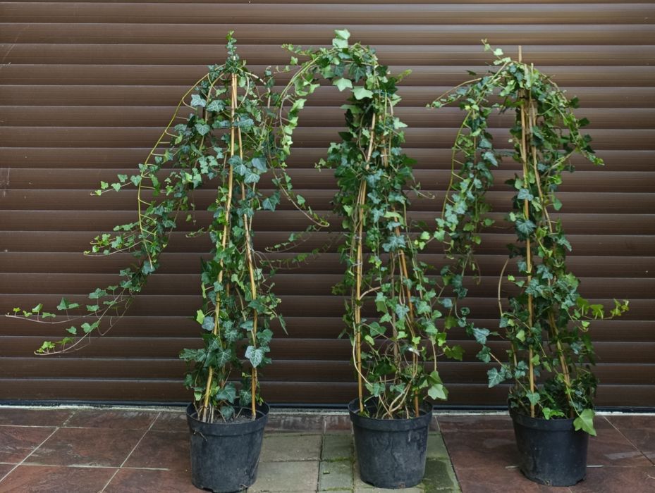 Duże kępy bluszczu Hedera Helix 100cm-130cm