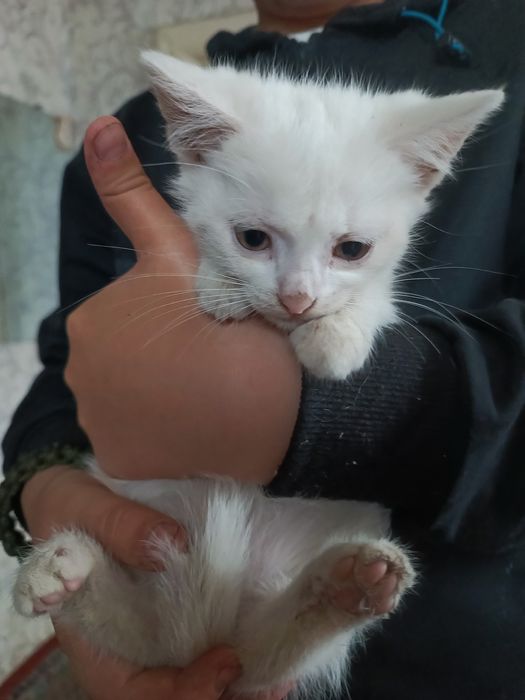 Віддам в добрі руки 4 гарних кошенят