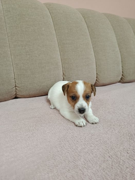 Śliczna suczka Jack Russell Terrier