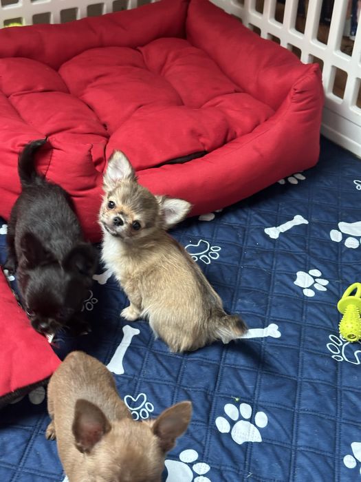 CHIHUAHUA  chłopiec  długowłosy :)