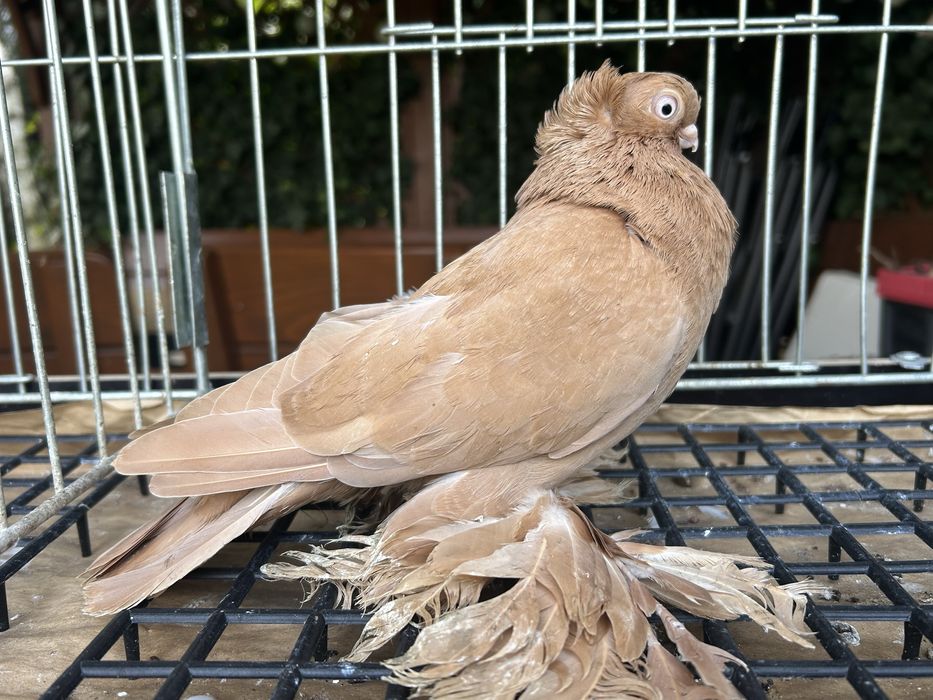 Gołębie ozdobne. Wywrotek suwalski (mazurski) samiczka 2025r