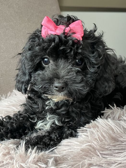 Cudowna malutka suczka cavapoo do odbioru
