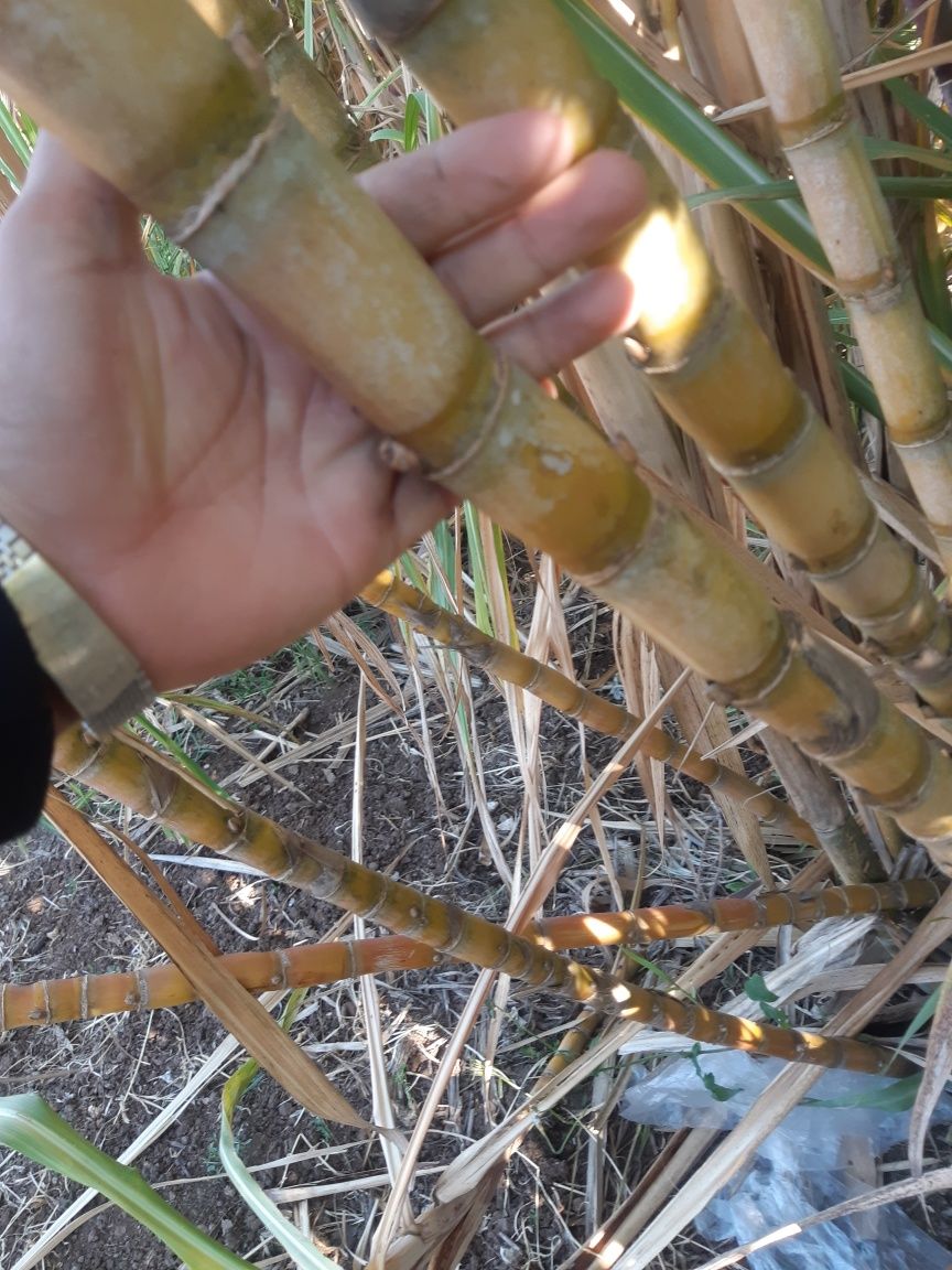 Cana de açúcar muito doce
