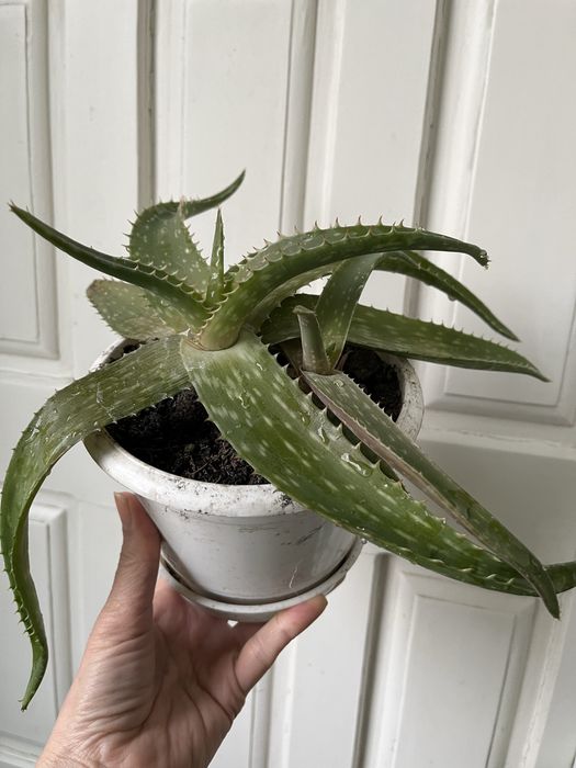 Алоэ оттопыренное