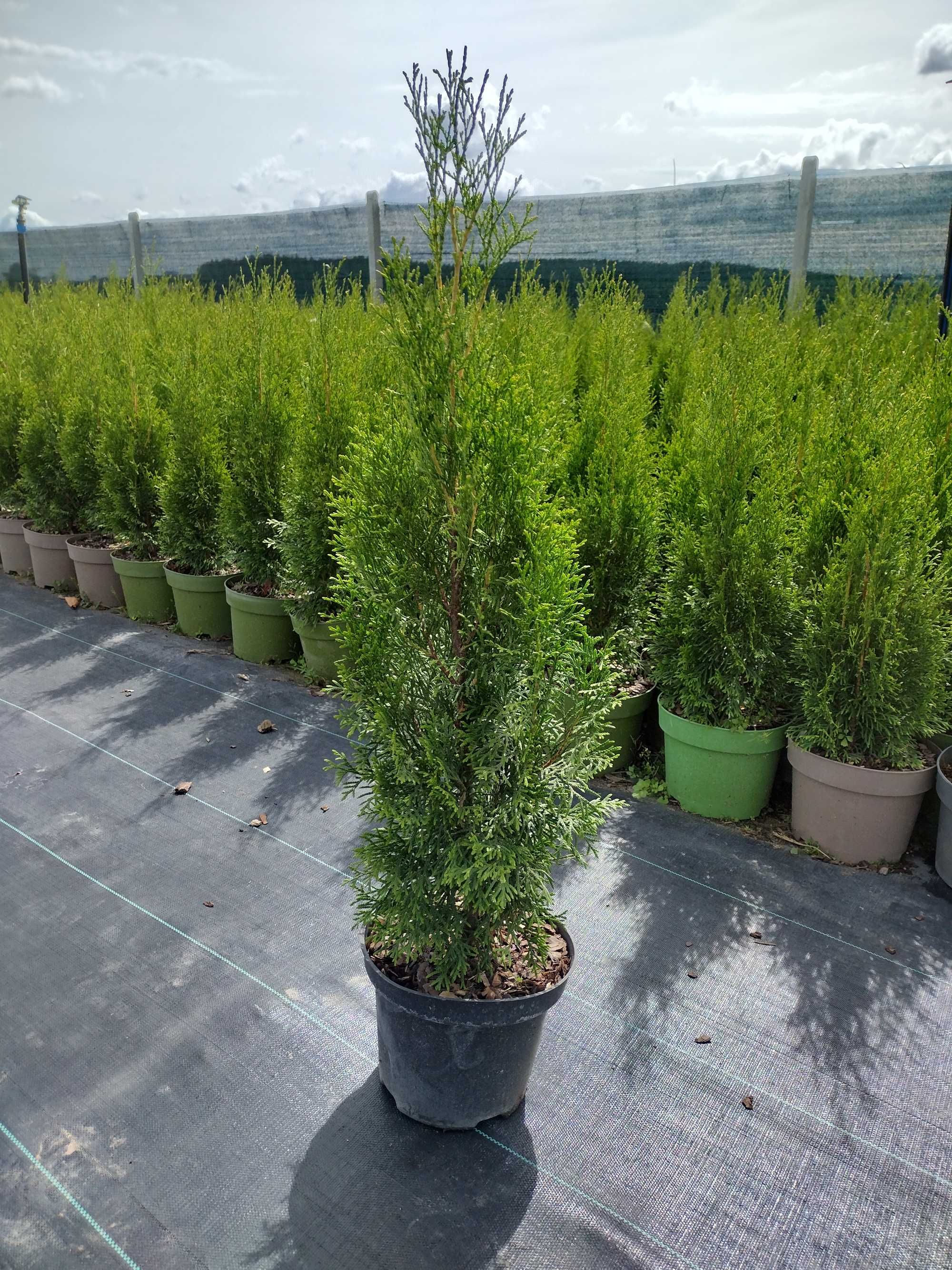 Tuja / tuje Szmaragd - Thuja SMARAGD 60-80CM