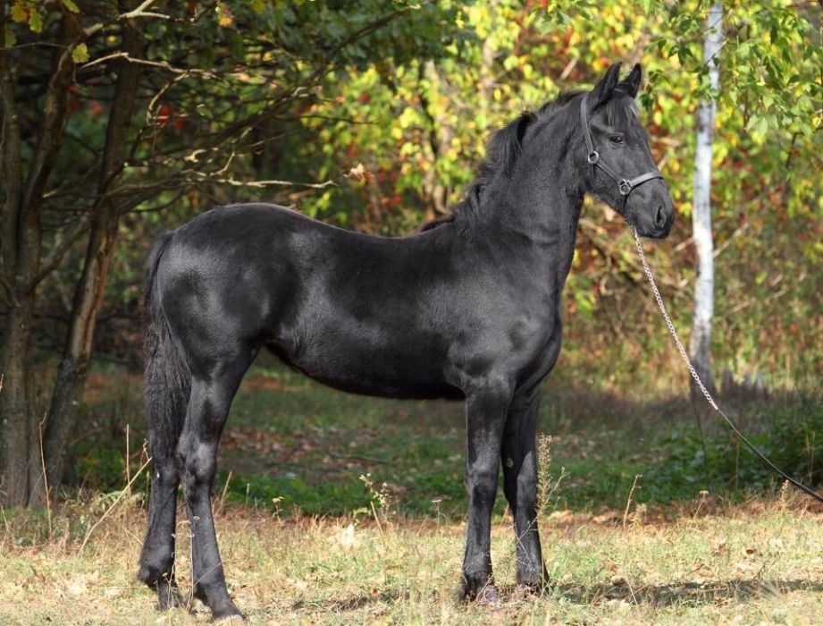 Фриз жеребенок 1 год с документами