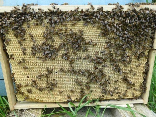 Бджоломатки (пчеломатки,матки ) Бакфаст 2024