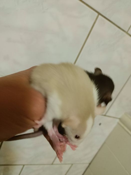 Крыски крисята Дамбо ручные