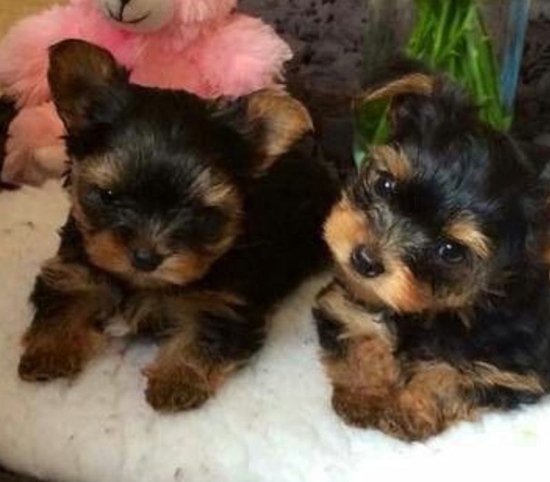 Oddam szczeniaczki pieska i suczkę rasy york