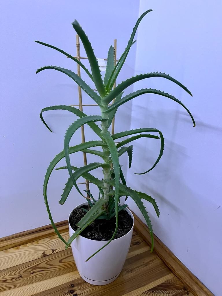 Aloes w doniczce 80 cm
