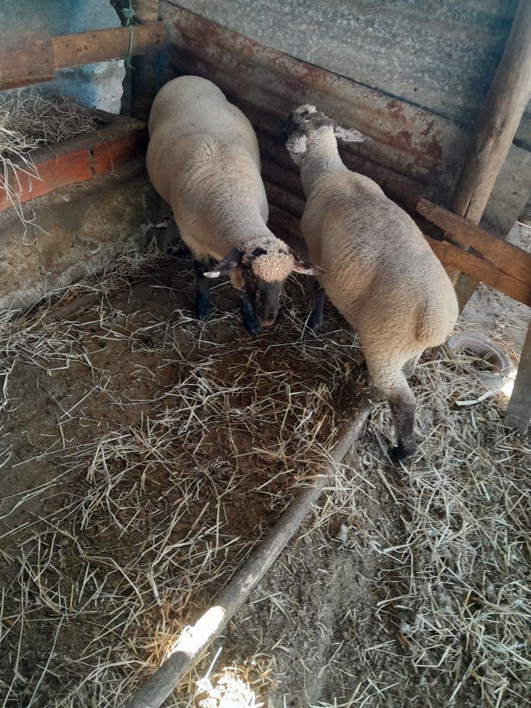 Vendo casal de borregos cruzados sulffoik