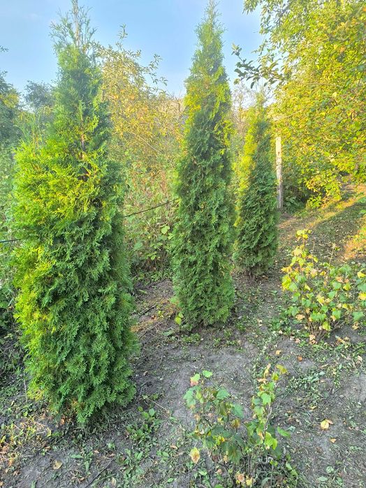 Продаю туї колоновидні 2-2,5м.