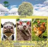 Śruta rzepakowa "zielona" - Kosów Lacki