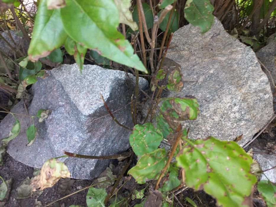 Продам камінь сірий