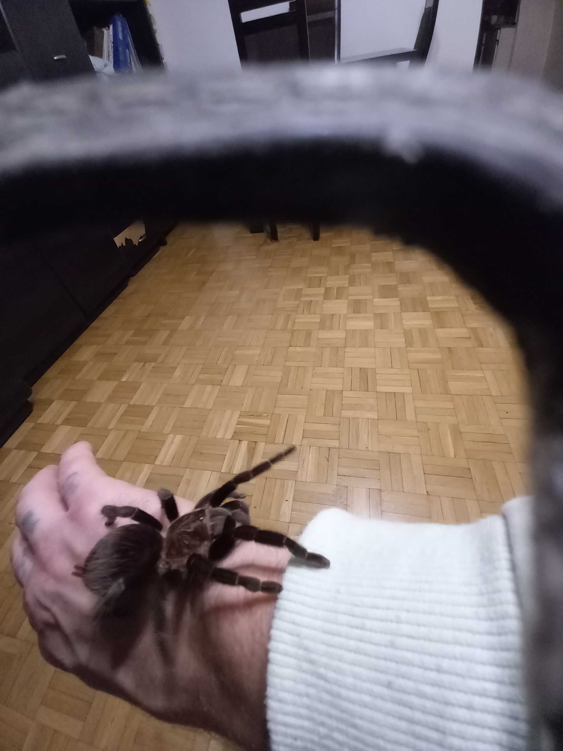 Sprzedam pajaki i skorpiona z calym sprzetem