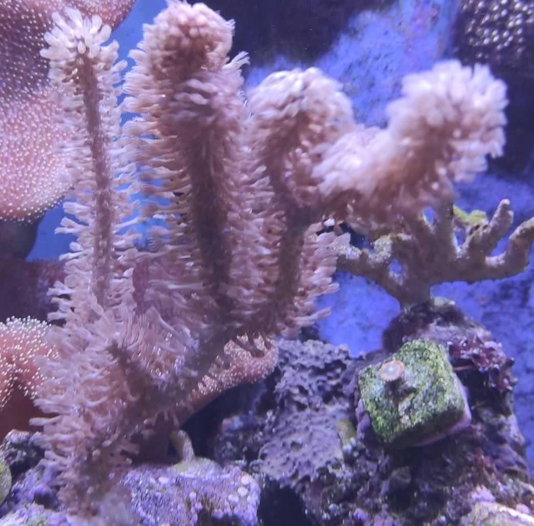 Koralowiec Gorgonia Akwarium Morskie