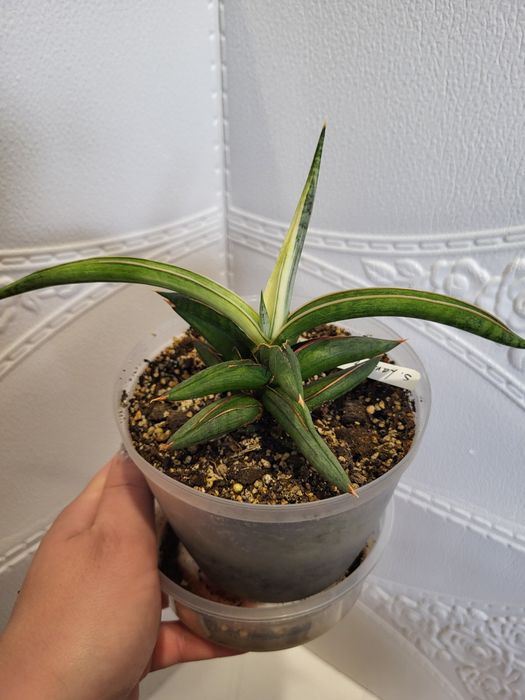 Sansevieria сансевієрія сансевиерия silver clone 1970