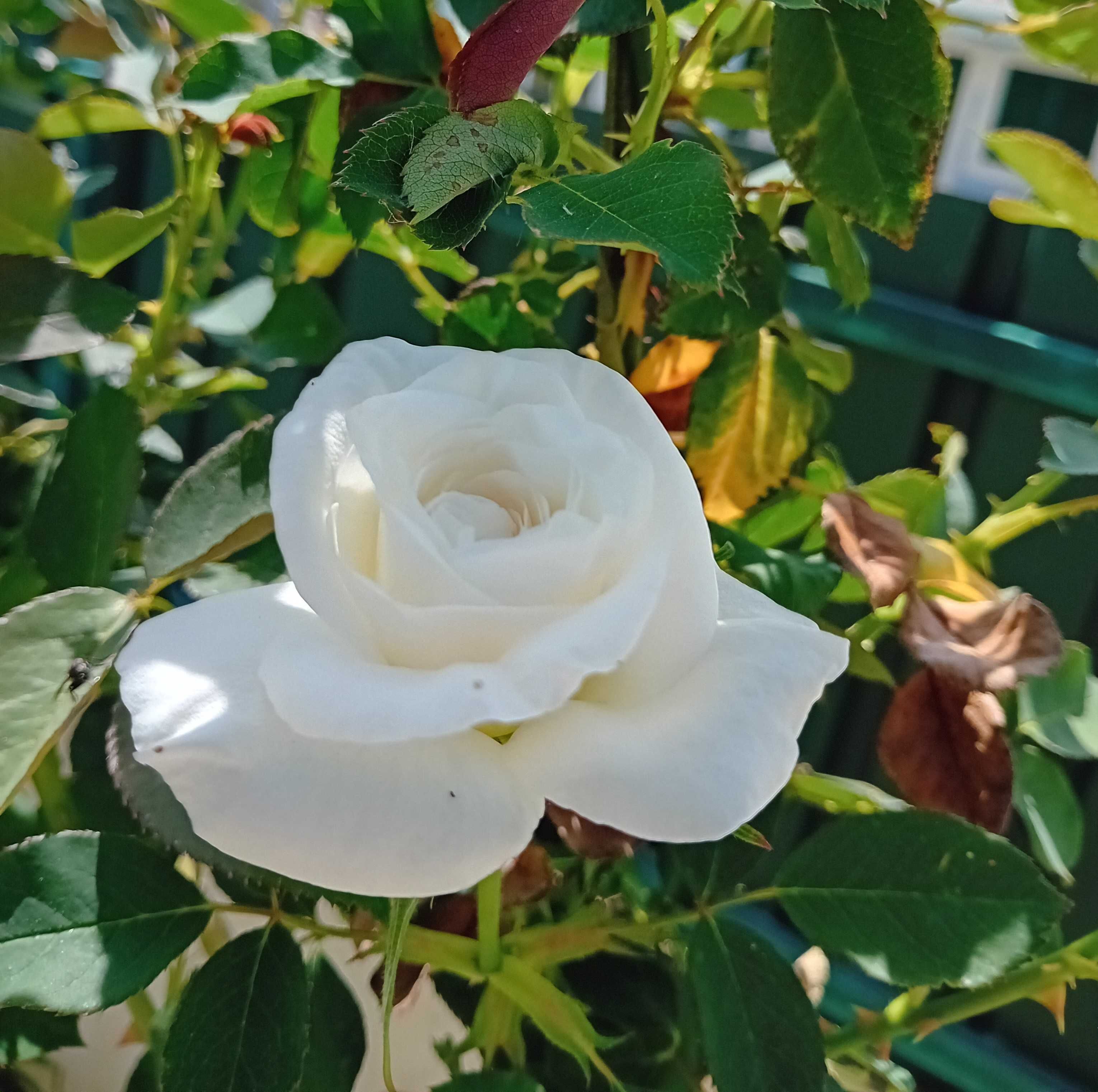 Roseira trepadeira branca
