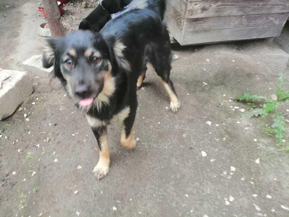 do adopcji mały energiczny piesek