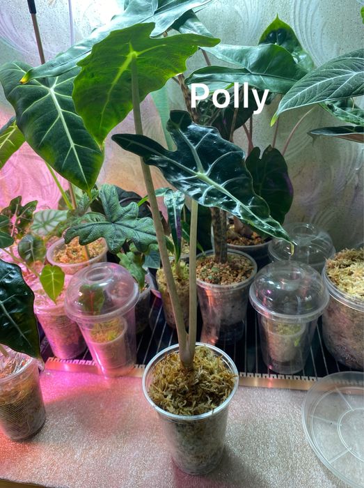 Продам алоказію от 100 грн