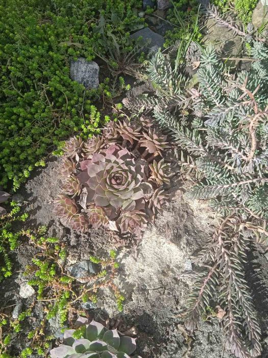 Каменная Роза.Суккулент.Молодило.Очиток.