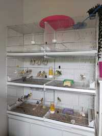 Rezerwacja Woliera Klatka 2 GR dla ptaków 120cm, kanarki amadyny
