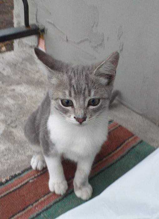 Котята бесплатно