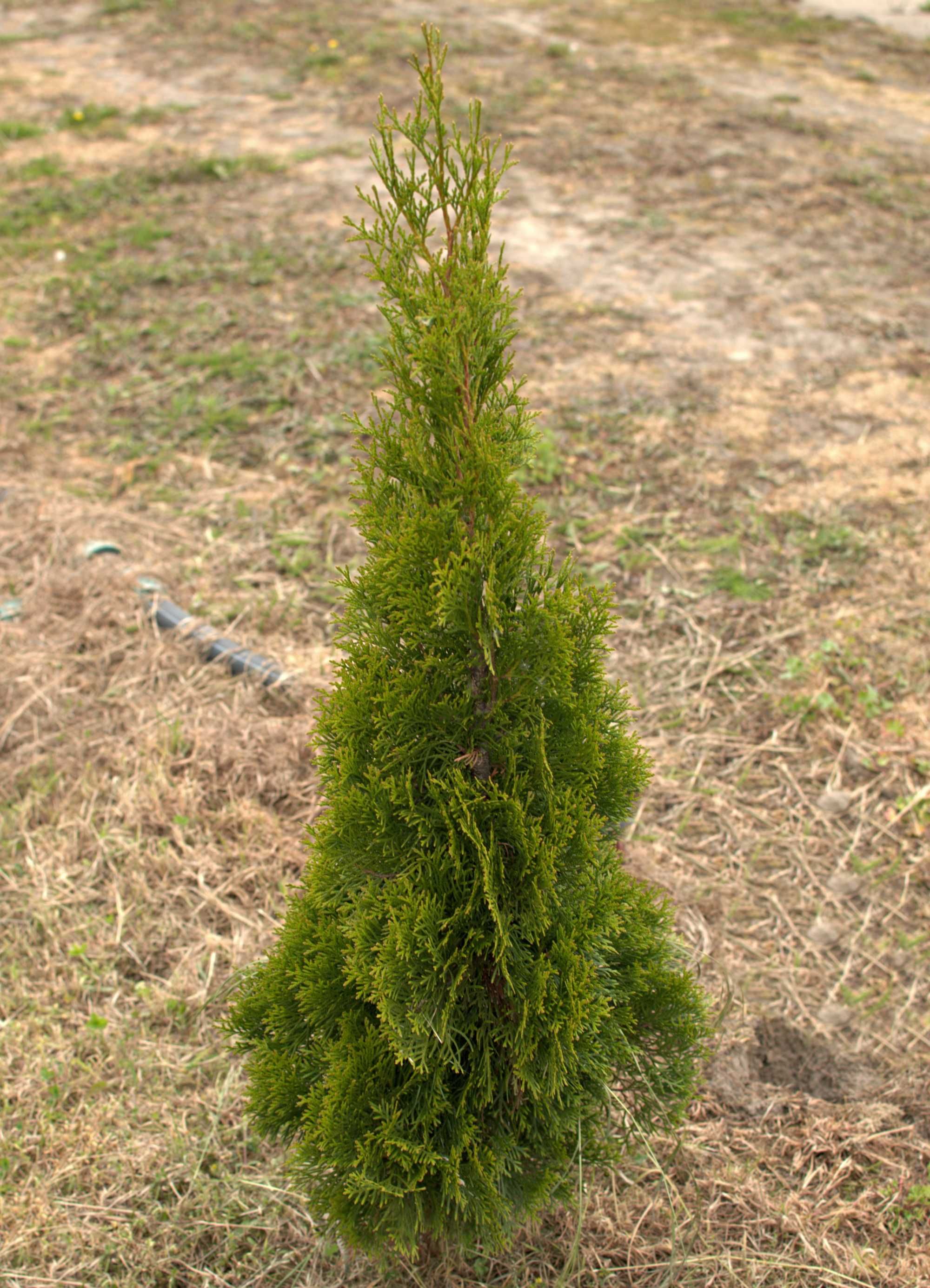 Thuja tuja smaragd szmaragd 100 120 cm kopana z gruntu