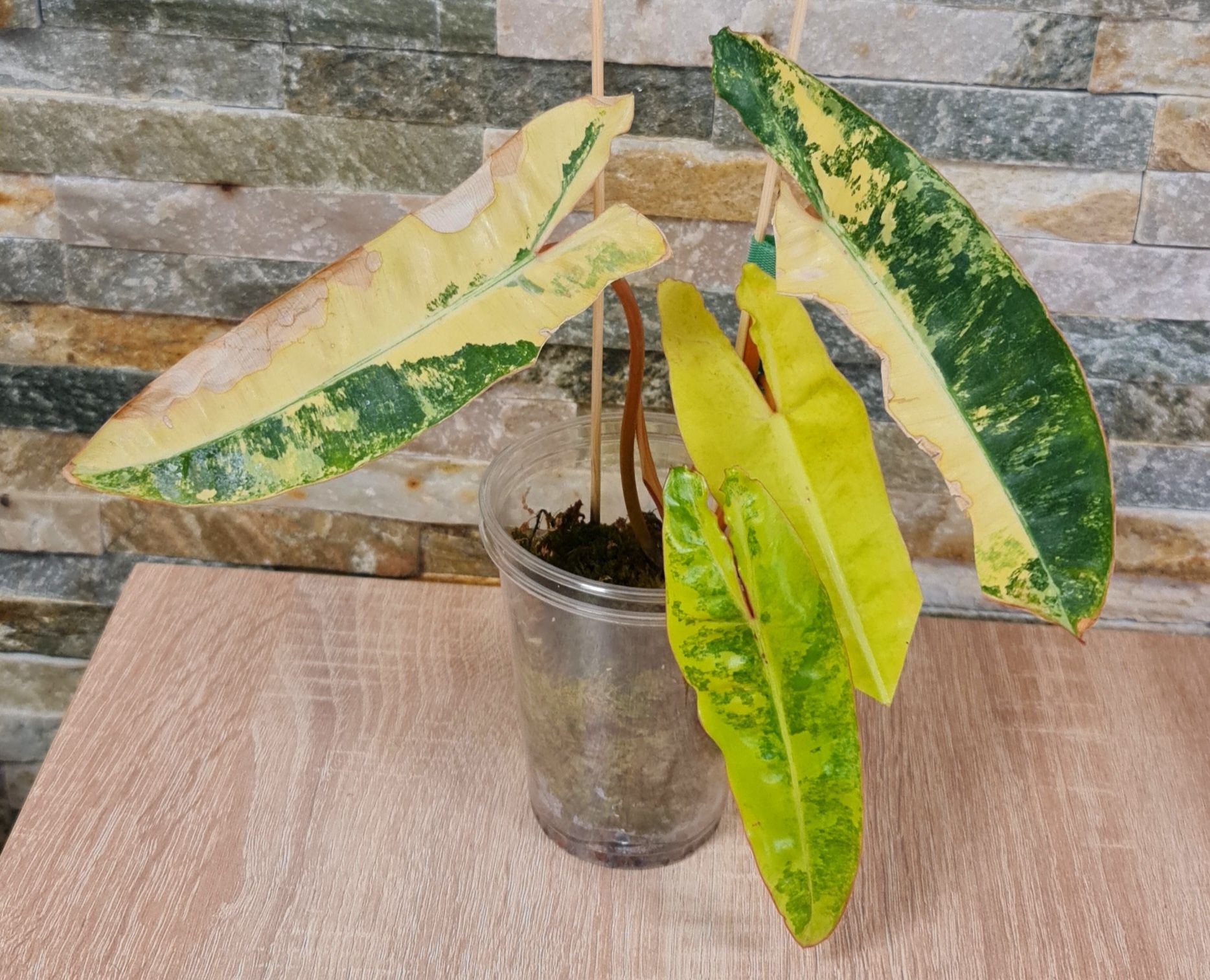 Philodendron Billietiae variegata,4 liście