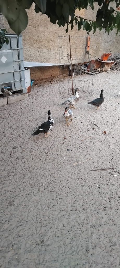 Patos mudos várias idades