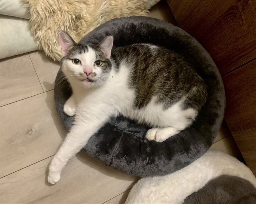 Кошенята британські прямовухі метиси в добрі руки котята британские