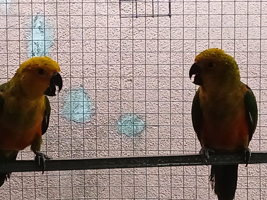 Aratingas Jandais (irmaos macho e fêmea )