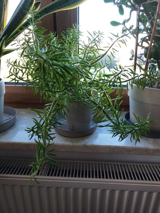 Peperomia ferreyrae ‘Happy Bean’, dorodna, 2-letnia