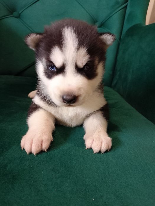 Sunia Syberian Husky