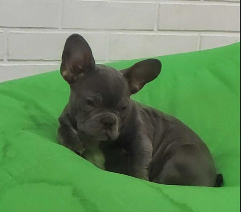 Девочка щенок французского бульдога голубого окраса без тигры