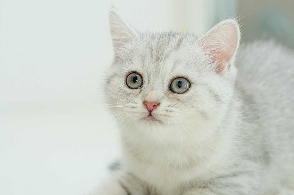 Элитный котенок Scottish Straight аs 11 шоу-класс