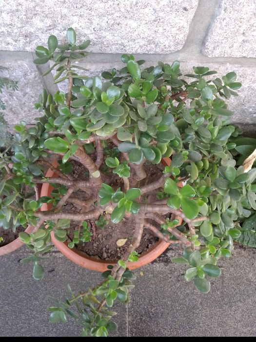Planta de Jade / crassula