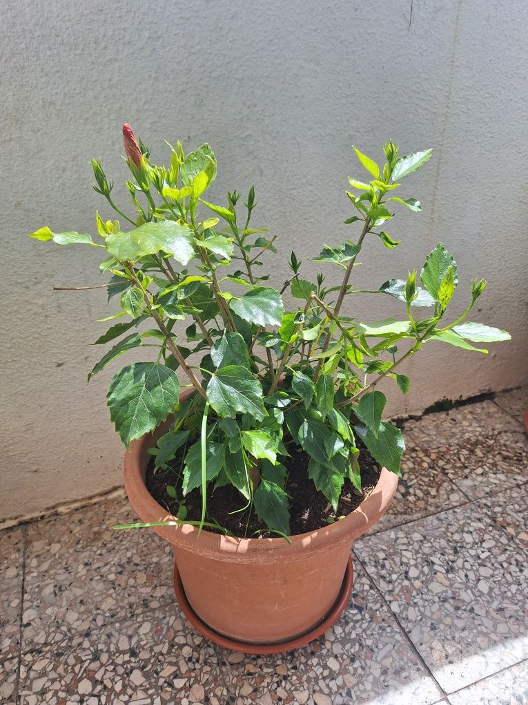 Flor grande com vaso