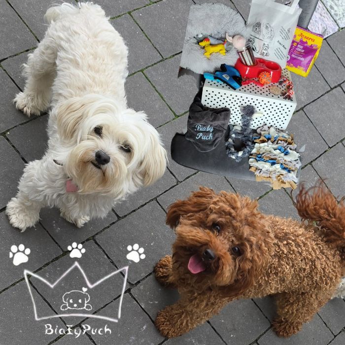 Maltipoo F1 beżowe toy badania paszport wyprawka