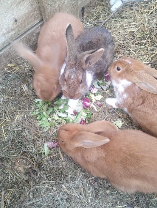 Króliki samiec, samica, młode