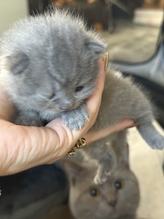 Kot brytyjski niebieski liliowy