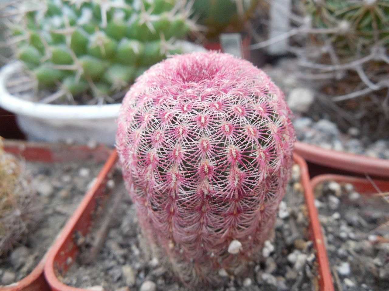 Echinocereus rigidissimus - v.rubispinus L088, величезні рожеві квіти