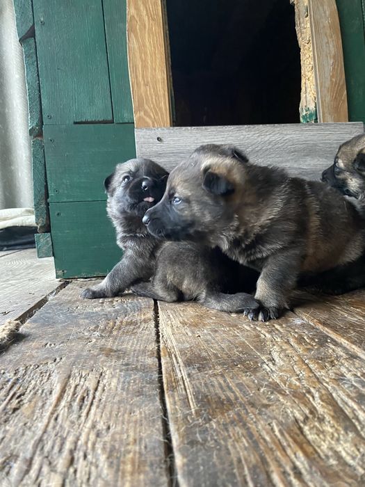Цуценята німецької вівчарки