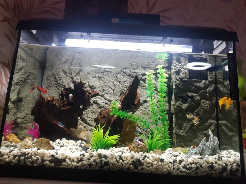 Akwarium  Juwel 60l z wyposażeniem