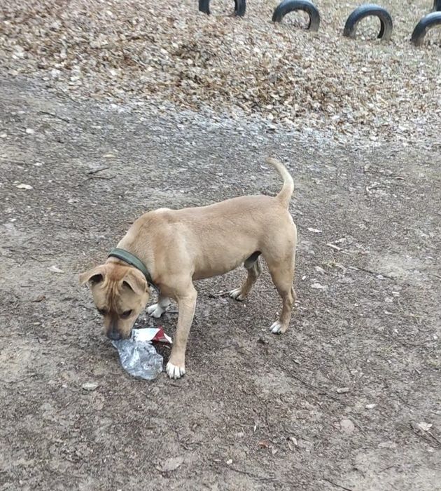 Безплатно собака Піт-Буль в хороші руки