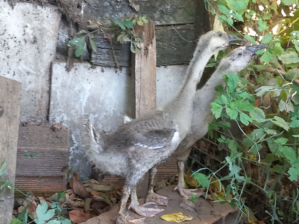 Casal de gansos da guiné