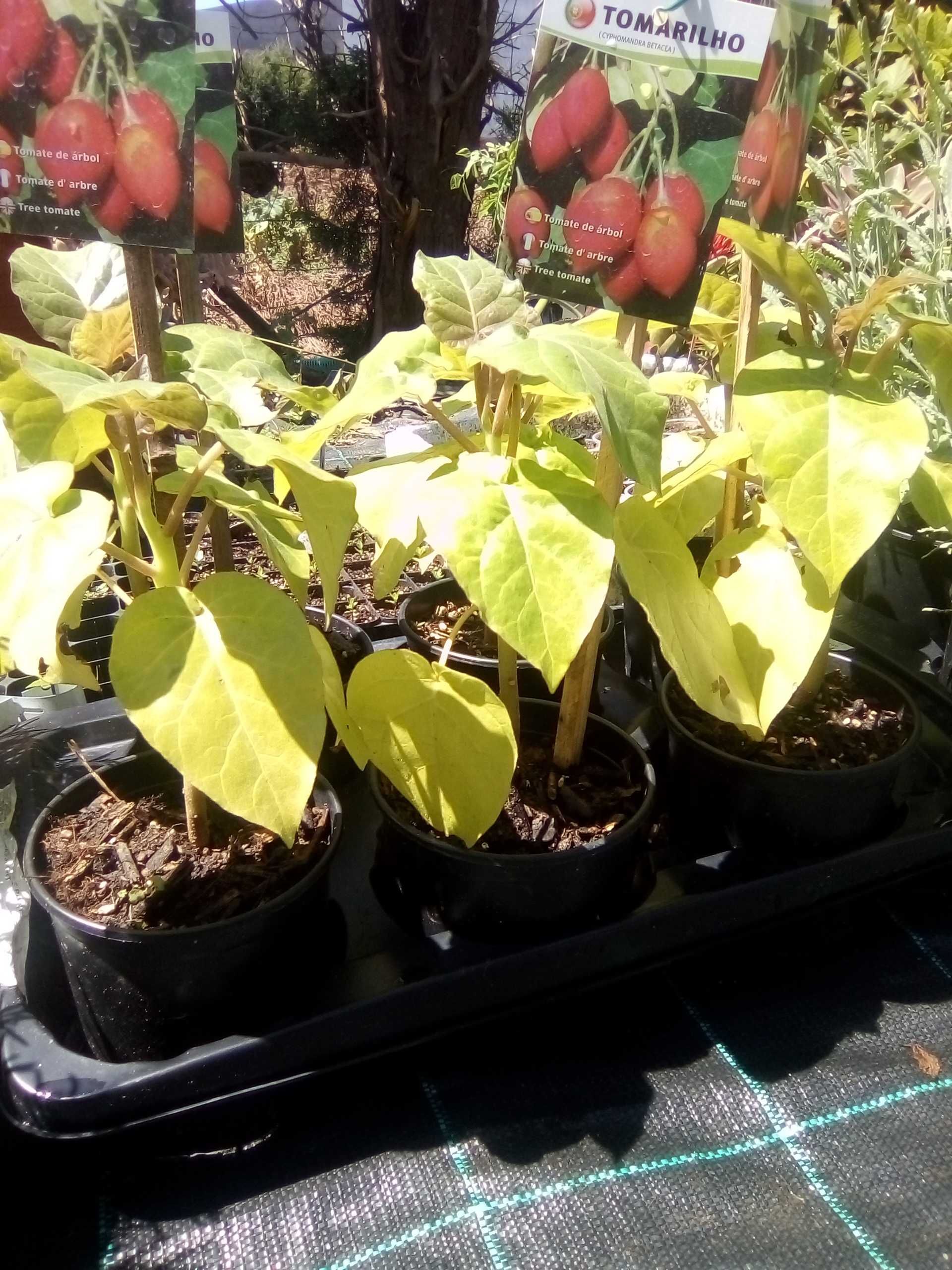 Tamarilho plantas