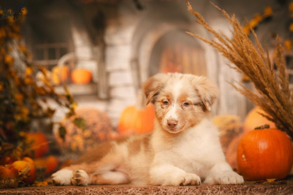 Owczarek Australijski typ Amerykański Suczka Red Merle - 5 gwiazdek