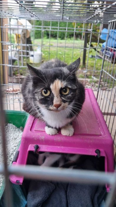 Kioto piękna nietuzinkowej urody szylkretka cudem ocalała z działek