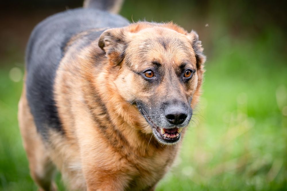 Dama i Dragon dwa owczarkowate czekaja na jeden dom